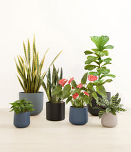 Load image into Gallery viewer, Mountain Top*****Profile