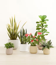 Load image into Gallery viewer, Misty Morning*****Profile