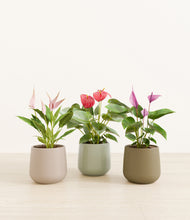 Load image into Gallery viewer, Earthy