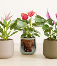 Load image into Gallery viewer, Earthy stand:all