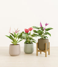 Load image into Gallery viewer, Earthy stand:one_stand