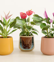 Load image into Gallery viewer, Evening Sky stand:all