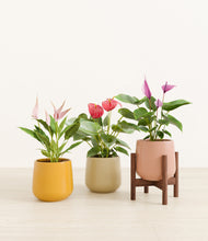 Load image into Gallery viewer, Evening Sky stand:one_stand