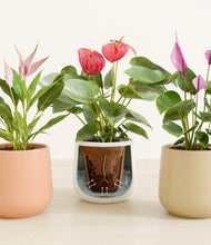 Load image into Gallery viewer, Sandy stand:all