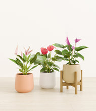 Load image into Gallery viewer, Sandy stand:one_stand