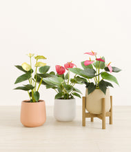 Load image into Gallery viewer, Sandy stand:one_stand