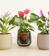 Load image into Gallery viewer, Woodland stand:all