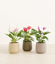 Load image into Gallery viewer, Woodland