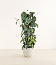 Load image into Gallery viewer, Natural Bamboo*****Profile