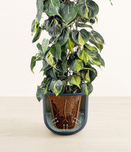 Load image into Gallery viewer, Sage Green stand:all