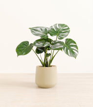 Load image into Gallery viewer, Almond Green*****Profile