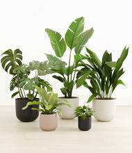 Load image into Gallery viewer, Chelsea*****Profile