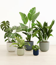 Load image into Gallery viewer, The Treasured Stars