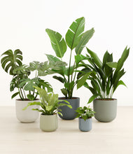 Load image into Gallery viewer, Earthy*****Profile