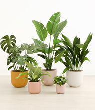 Load image into Gallery viewer, Evening Sky*****Profile