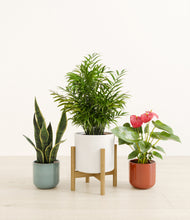 Load image into Gallery viewer, Liberty Hues*****Profile