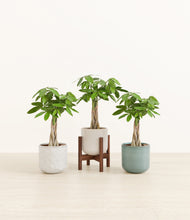 Load image into Gallery viewer, Moss Frost stand:one_stand