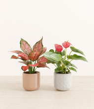 Load image into Gallery viewer, Petal Veil*****Profile