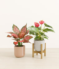 Load image into Gallery viewer, Petal Veil stand:one_stand