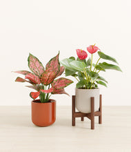 Load image into Gallery viewer, Frosted Rose stand:one_stand