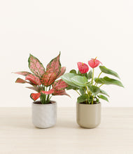 Load image into Gallery viewer, Verdant Ivory*****Profile