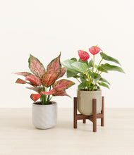 Load image into Gallery viewer, Verdant Ivory stand:one_stand