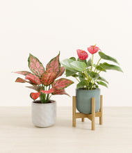 Load image into Gallery viewer, Crystal Mirage stand:one_stand