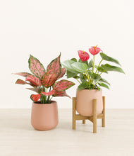 Load image into Gallery viewer, Blush Sands stand:one_stand