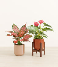 Load image into Gallery viewer, Terracotta Glow stand:one_stand