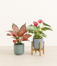 Load image into Gallery viewer, Frosted Meadow stand:one_stand