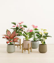 Load image into Gallery viewer, Earthy stand:two_stands