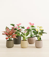 Load image into Gallery viewer, Woodland