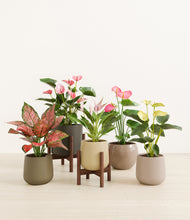 Load image into Gallery viewer, Woodland stand:two_stands