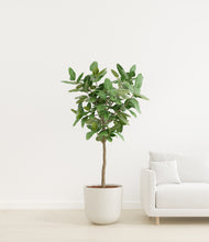 Load image into Gallery viewer, Natural Bamboo