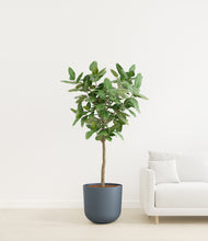 Load image into Gallery viewer, Iron Gray