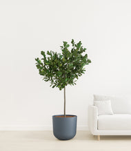 Load image into Gallery viewer, Iron Gray