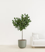 Load image into Gallery viewer, Sage Green