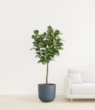 Load image into Gallery viewer, Iron Gray