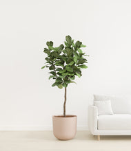 Load image into Gallery viewer, Sandy Pink