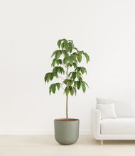 Load image into Gallery viewer, Sage Green