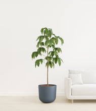 Load image into Gallery viewer, Iron Gray