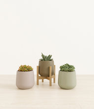 Load image into Gallery viewer, Earthy stand:one_stand