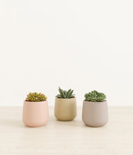 Load image into Gallery viewer, Sandy*****Profile