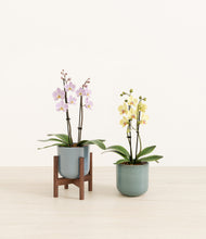 Load image into Gallery viewer, Frosted Meadow stand:one_stand