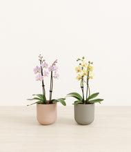 Load image into Gallery viewer, Muted Bloom*****Profile