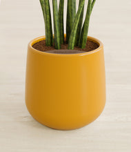 Load image into Gallery viewer, Mustard stand:all