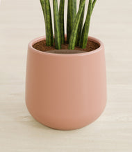 Load image into Gallery viewer, Calm Rose stand:all