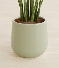 Load image into Gallery viewer, Turquoise stand:all