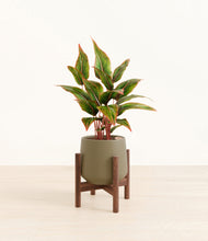 Load image into Gallery viewer, Olive stand:walnut