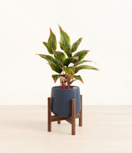 Load image into Gallery viewer, Deep Navy stand:walnut